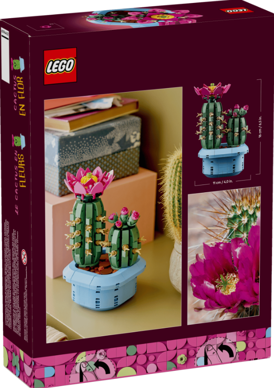 CACTUS EN FLOR
