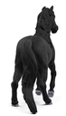 CABALLO LUSITANO SEMENTAL