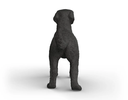 LABRADOR RETRIEVER HEMBRA NEGRA