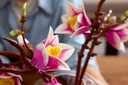RAMAS DE MAGNOLIA