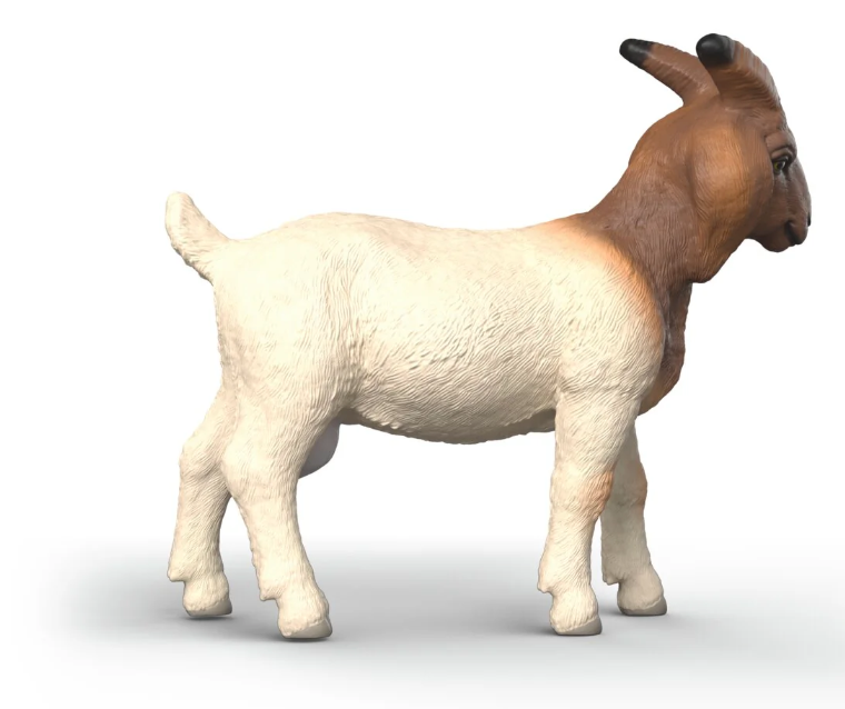 CABRA BOER