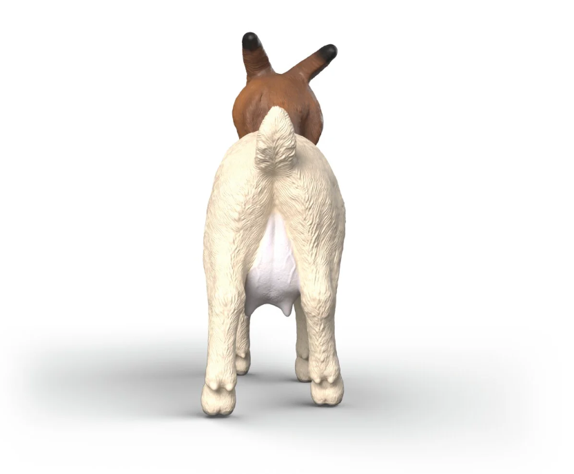 CABRA BOER