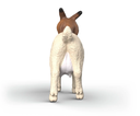 CABRA BOER