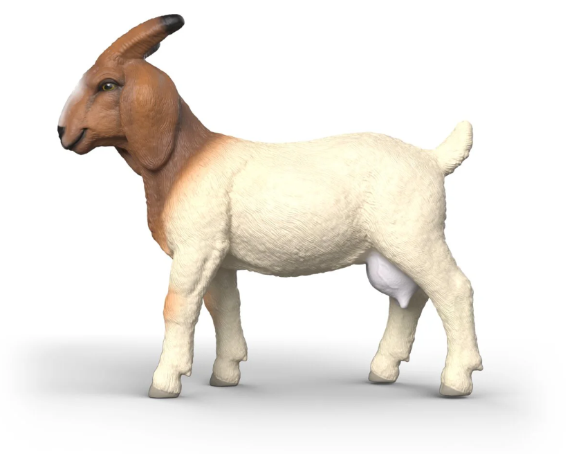 CABRA BOER