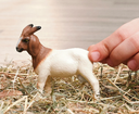 CABRA BOER