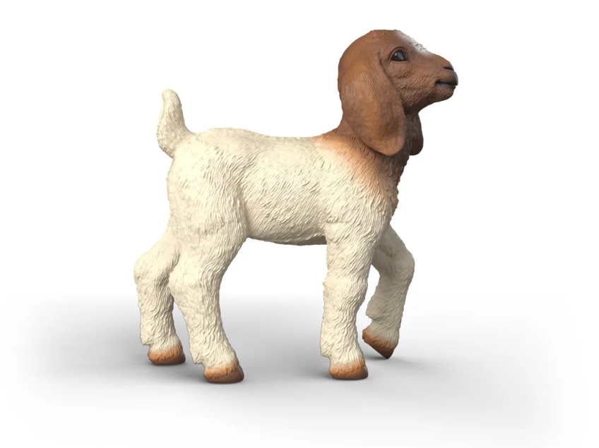 CABRITO BOER