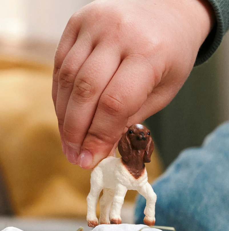 CABRITO BOER