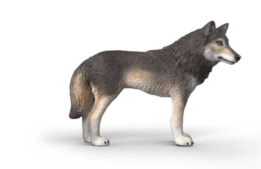 LOBO AMERICANO