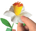 CREA TUS FLORES - NARCISO