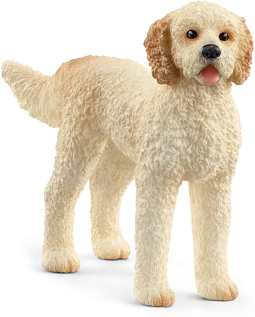 PERRO GOLDENDOODLE