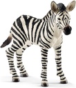 CRIA DE CEBRA