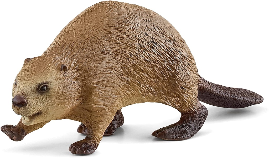 CASTOR