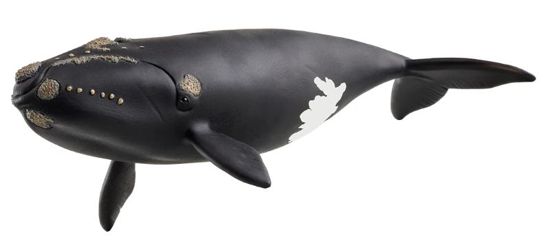 BALLENA FRANCA GLACIAL