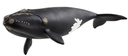 BALLENA FRANCA GLACIAL