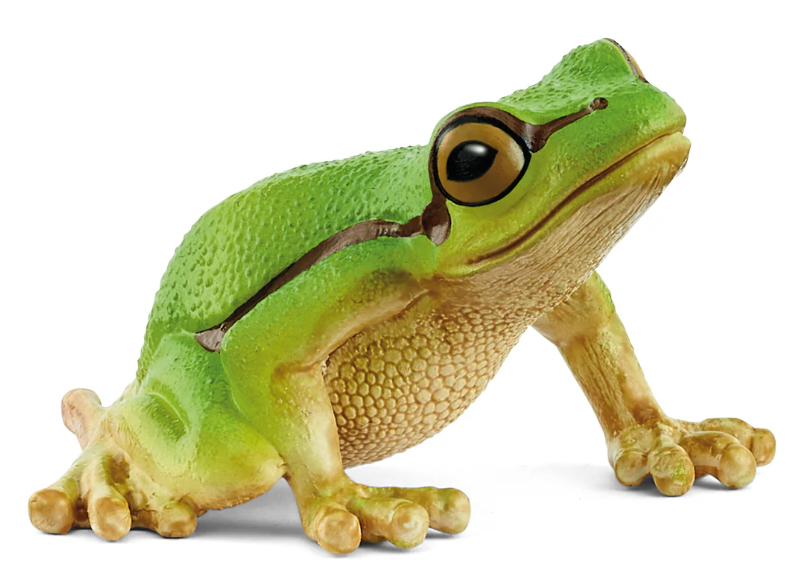 RANA ARBORICOLA EUROPEA