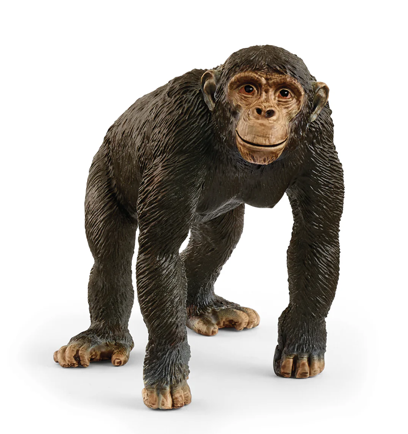 CHIMPANCE