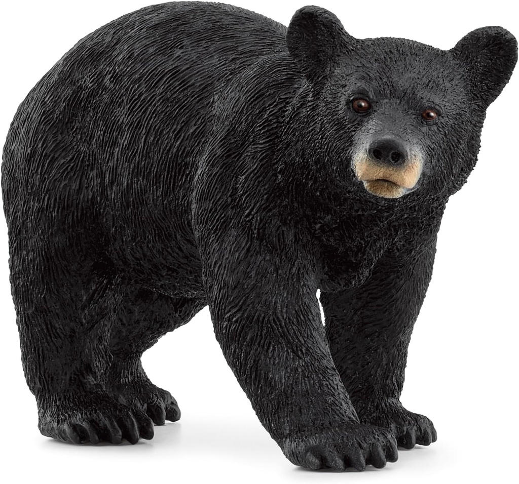 OSO NEGRO AMERICANO